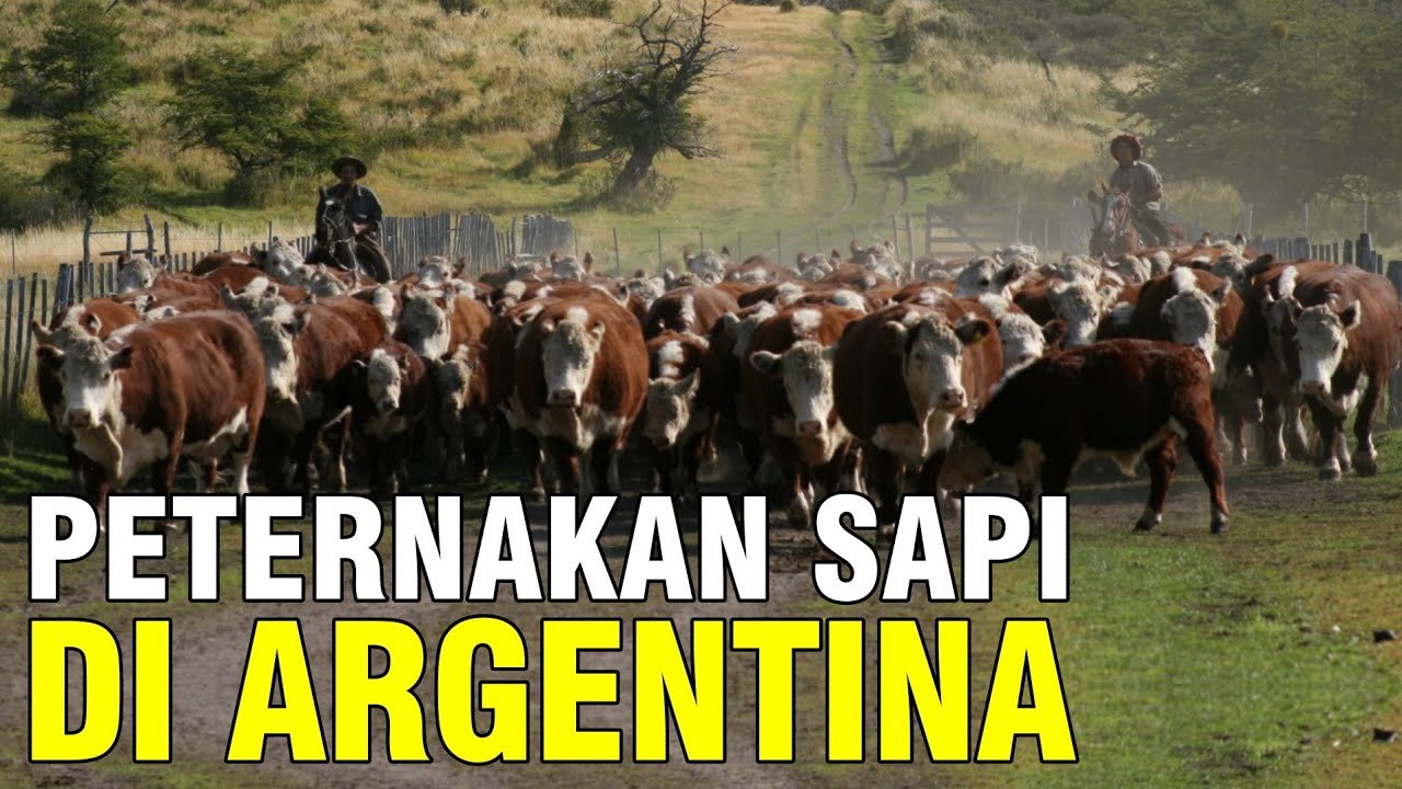 Peternakan Sapi Di Negeri Argentina.jpg